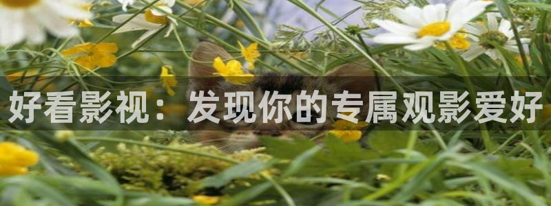 蜜桃资源在线观看网站：好看影视：发现你的专属观影爱好